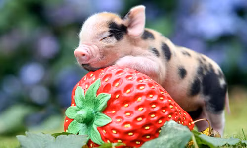 Tuổi Hợi: Công việc khởi sắc, tuổi Hợi hãy nắm bắt cơ hội học tập và nâng cao khả năng làm việc. Bạn có thể tìm được con đường kiếm tiền mới, thu nhập tăng đều. Tuy nhiên chuyện tình cảm có thể nảy sinh mâu thuẫn, phụ thuộc thái độ của bạn. (*Thông tin chỉ mang tính chất chiêm nghiệm, trắc nghiệm vui).