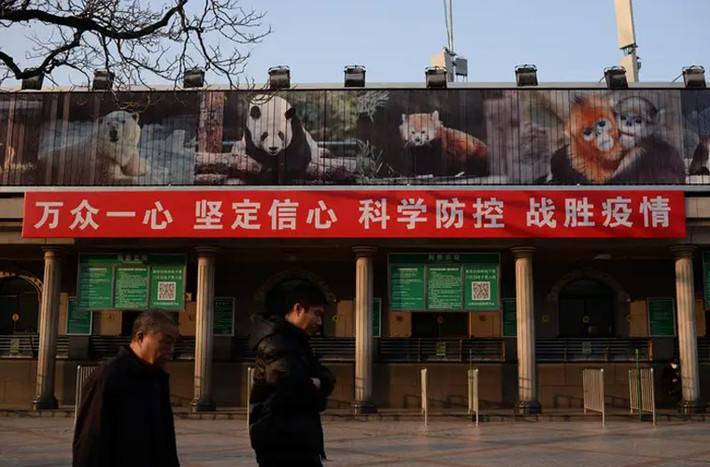 Không một ai được phép tới tham quan sở thú ở Bắc Kinh. Một tấm banner được treo bên ngoài phòng vé sở thú có nội dung: “Giữ sự tập trung và đoàn kết, có niềm tin và sự tự tin cùng với sự phòng ngừa và kiểm soát khoa học, chúng ta có thể đánh bại dịch bệnh”.