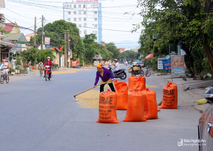Bà Lê Thị M (phường Hưng Dũng), một trong những hộ dân phơi lúa trên đường phố phân trần: "Chúng tôi biết việc lấn chiếm đường sá phơi lúa là sai nhưng chỉ xin "mượn" vài hôm thôi, vì trong sân nhà hiện đã lợp mái che, không thể phơi lúa". Ảnh: Q.A