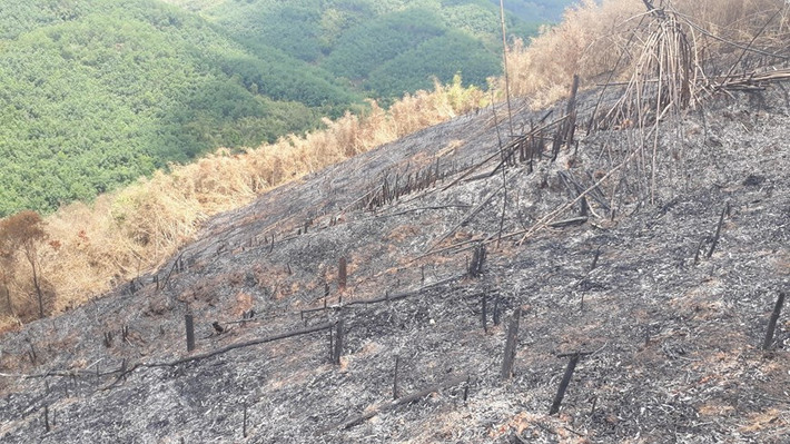 Hiện trạng rừng tái sinh bị phá và đốt rụi. (Ảnh: TTXVN)