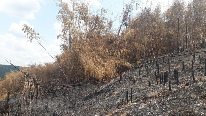 Hiện trạng rừng tái sinh bị phá và đốt rụi. (Ảnh: TTXVN)