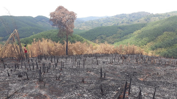 Hiện trạng rừng tái sinh bị phá và đốt rụi. (Ảnh: TTXVN)