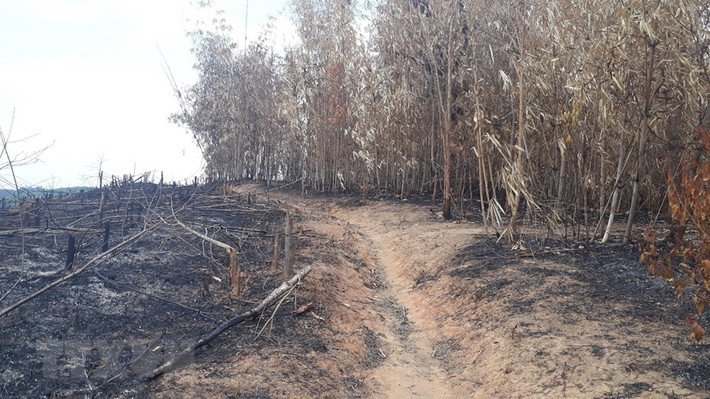 Hiện trạng rừng tái sinh bị phá và đốt rụi. (Ảnh: TTXVN)