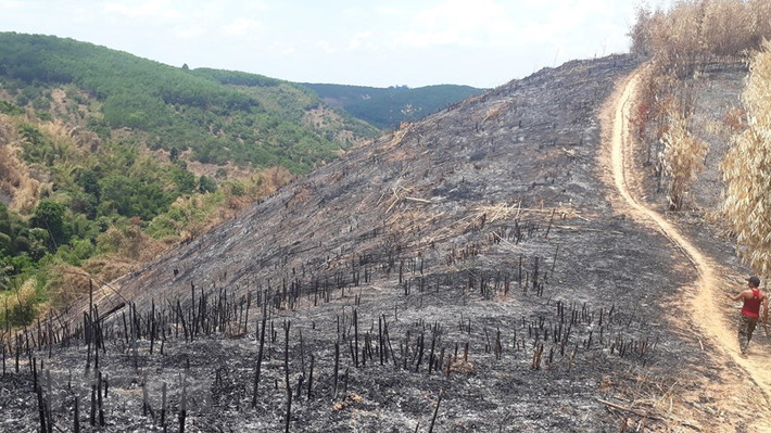 Hiện trạng rừng tái sinh bị phá và đốt rụi. (Ảnh: TTXVN)