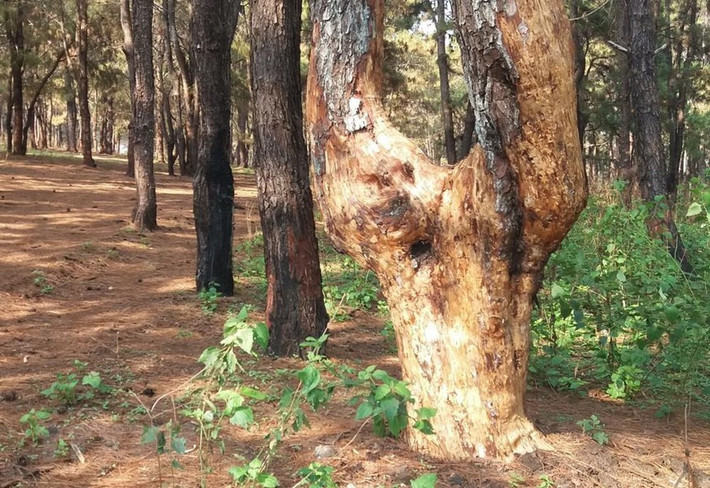 Hàng trăm cây thông thuộc Ban quản lý rừng phòng hộ Bắc Biển Hồ, tỉnh Gia Lai bị róc vỏ. (Ảnh: Dư Toán/TTXVN)