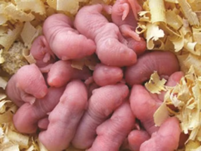 Cuối cùng, chúng hét lên thê thảm khi bị đặt vào miệng thực khách.