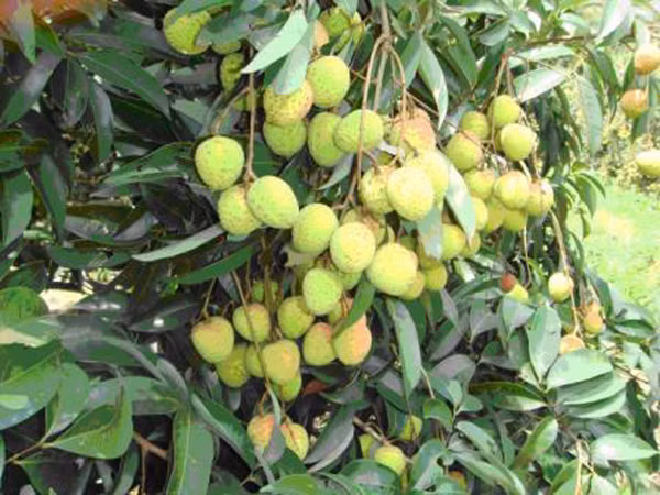 Trong khi đó, MCPG là một hợp chất độc được tìm thấy trong hạt vải làm giảm lượng đường trong máu đột ngột, nôn ói kèm bất tỉnh, hôn mê, thậm chí tử vong. Ăn nhiều vải thiều còn xanh khi bụng đói sẽ gây ra các cơn sốt cao, co giật và tử vong ở trẻ nhỏ.