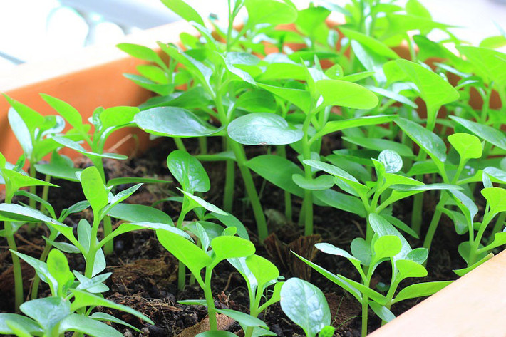 Đơn giản hơn, bạn có thể xay nhuyễn một nắm lá rau mồng tơi rồi lọc lấy nước và thêm một ít muối biển. Ảnh: vuonrau365.