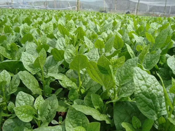 Thoa hỗn hợp này lên mặt và để trong 15 - 20 phút trước khi rửa sạch với nước lạnh. Ảnh: danviet.