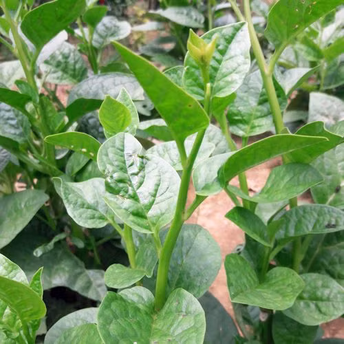 Là một loại rau rất đỗi quen thuộc với người dân Việt Nam, rau mồng tơi xuất hiện thường xuyên trong bữa cơm hàng ngày như một món ăn ngon, bổ dưỡng. Ảnh: tieudungxanh.