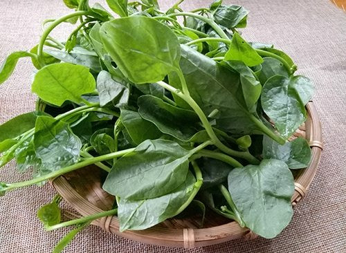 Sau đó, bạn thoa dung dịch này đều lên mặt kết hợp với massage trong vòng 15 - 20 phút trước khi rửa sạch lại để các dưỡng chất có trong rau mồng tơi thẩm thấu tốt hơn qua da. Ảnh: dkn.