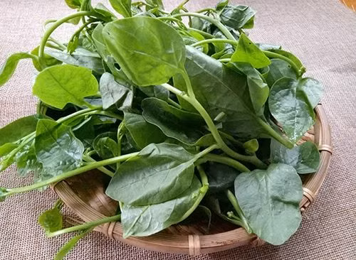 Sau đó, bạn thoa dung dịch này đều lên mặt kết hợp với massage trong vòng 15 - 20 phút trước khi rửa sạch lại để các dưỡng chất có trong rau mồng tơi thẩm thấu tốt hơn qua da. Ảnh: dkn.