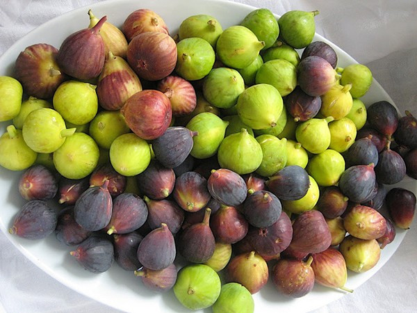 Quả sung còn có khả năng giảm sự thoái của điểm vàng - nguyên nhân gây mất thị lực ở người cao tuổi. Ảnh: vietq.