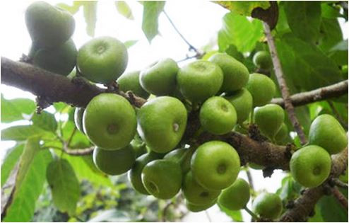 Quả sung có chứa nhiều kali và natri - hai khoáng chất quan trọng giúp ngăn ngừa cao huyết áp. Bên cạnh đó, nó còn chứa nhiều chất béo omega-3 và omega-6 có tác dụng ổn định huyết áp. Ảnh: thuocdangianhay.