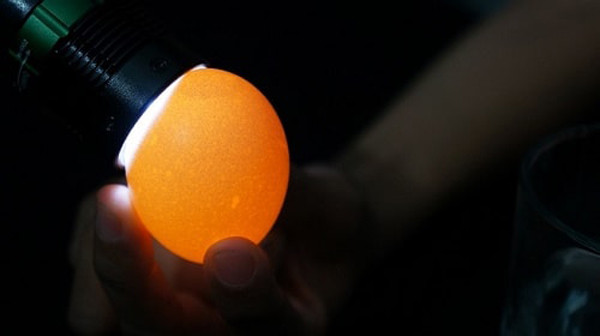 Khi mua, nên kiểm tra trứng còn mới hay đã để lâu ngày bằng cách lắc thật nhẹ quả trứng. Nếu không có sự chuyển động bên trong thì chắc chắc đây là trứng còn mới; nếu trứng có chuyển động cho thấy đã lâu ngày. Mức độ chuyển động càng mạnh thì trứng càng để lâu ngày, có thể đã hỏng.