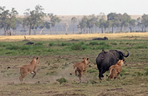Ba con sư tử còn đuổi theo trâu ra mãi tận xa. Những con trâu châu Phi từ lâu được coi là nguy hiểm đối với con người nhưng lại thường thất bại trong cuộc chiến sinh tồn với sư tử. 