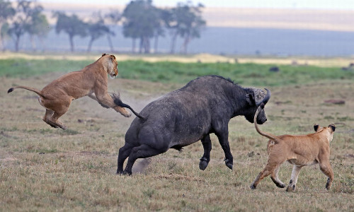  ... rồi tranh thủ chạy thoát khỏi bầy sư tử hung dữ. 