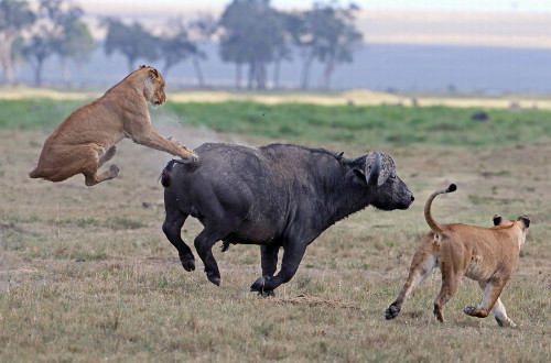  Con trâu gắng sức đạp văng con sư tử ra xa... 