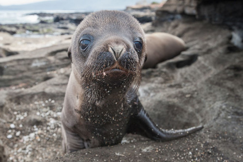 Một chú sư tử biển con trên đảo Galapagos.