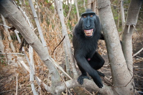 Khỉ macaque cười thích thú khi được quay tại Vườn quốc gia Tangkoko, Indonesia.