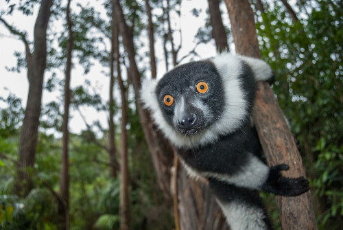 ...và một con vượn khoang trắng đen cũng bị thu hút bởi nhiếp ảnh gia.