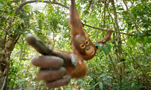 Tại Vườn quốc gia Tanjung Puting, Indonesia, đười ươi tinh nghịch chỉ tay về phía nhiếp ảnh gia.