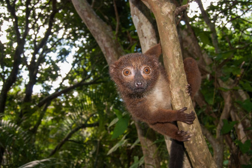 Tại Madagascar, một chú vượn cáo bụng đỏ ôm cây thật chặt.