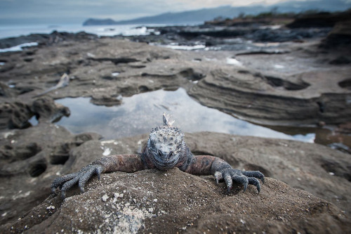Kỳ nhông biển trên đảo Galapagos nhìn vào ống kính máy quay như đe dọa nhiếp ảnh gia.