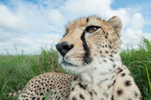 Báo đốm nhìn xa xăm vào khoảng không ở Kenya.