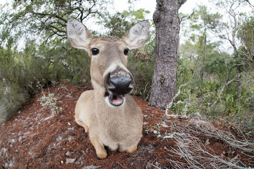 Tại một khu rừng ở Madagasca, một chú hươu ngạc nhiên khi được chụp hình. 