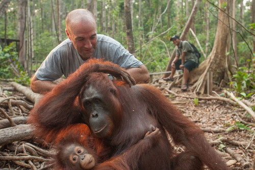 Sean Crane âu yếm cùng đười ươi mẹ và đười ươi con trên đảo Borneo.