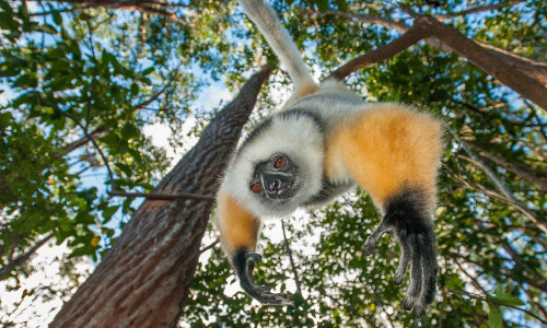Loài vượn cáo mặt đen sifaka ở Madagascar, đang có nguy cơ tuyệt chủng này nhìn chằm chằm vào ống kính máy quay.