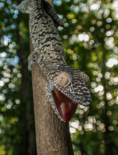 Tắc kè đuôi lá có vẻ ngạc nhiên khi thấy nhiếp ảnh gia Sean Crane tại một khu rừng ở Madagascar.