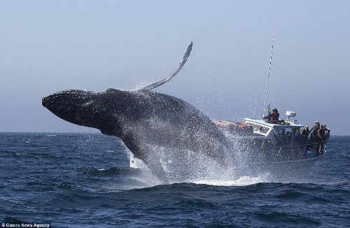 Cá voi nhảy lên mặt nước là tâm điểm chú ý của tất cả mọi người trên tàu. Trong khoảng 1 giờ đồng hồ, cá voi đã nhảy lên khoảng 70 lần. Chắc chắn con cá voi này rất thích ánh sáng của đèn trên tàu.
