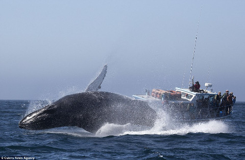 Thuyền trưởng Giancarlo Thomae cho biết, cá voi chỉ cách tàu khoảng 25m, vì vậy anh có thể chụp được các đường rãnh trên da của cá voi.