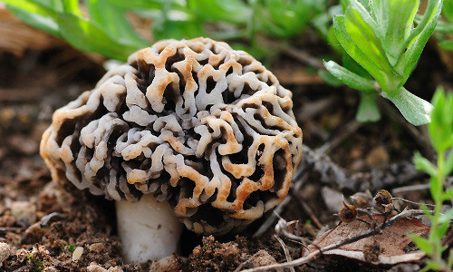 Loài nấm Morchella là loại nấm có hình dạng giống bộ não người. Đây là một loài nấm ăn được, có giá trị. Tai nấm được đánh giá cao bởi các đầu bếp sành ăn, đặc biệt đối với các món ăn Pháp.
