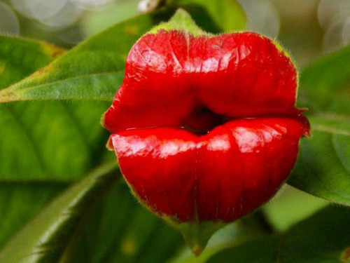 Cây Psychotria Elata xuất hiện nhiều trong rừng tại các nước thuộc vùng nhiệt đới ở châu Mỹ như Costa Rica và Colombia. Hoa của loài cây này trông giống như đôi môi của thiếu nữ vì nó tiến hóa theo một hướng đặc biệt để thu hút sự chú ý của những con vật thụ phấn.