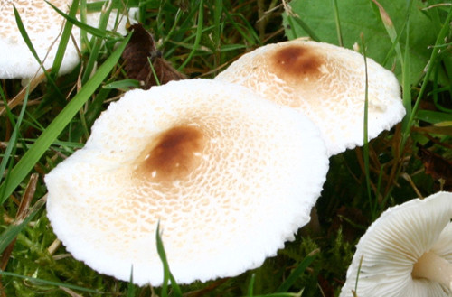 Loài nấm Lepiota có hình dáng khá giống ngực phụ nữ. Bề mặt mũ nấm có độ mịn gần giống da người.