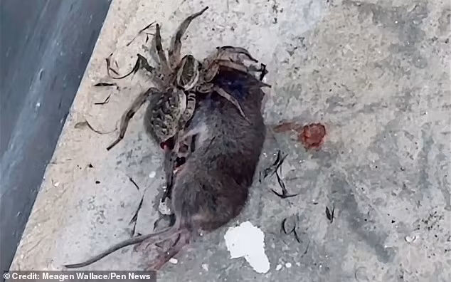 Mặc dù đã từng chứng kiến nhiều cảnh tượng kỳ lạ trong các chuyến nghiên cứu ở rừng rậm hẻo lánh trên khắp thế giới, Meagen Wallace vẫn không khỏi bàng hoàng trước cảnh tượng này.