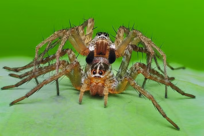 Nói cách khác, nhện sói là loài săn mồi chủ động. Thay vì giăng lưới bắt mồi như nhiều loài nhện khác, chúng chạy nhanh và truy đuổi con mồi, tương tự như cách một con sói săn đuổi con mồi của nó, từ đó có tên gọi "nhện sói".