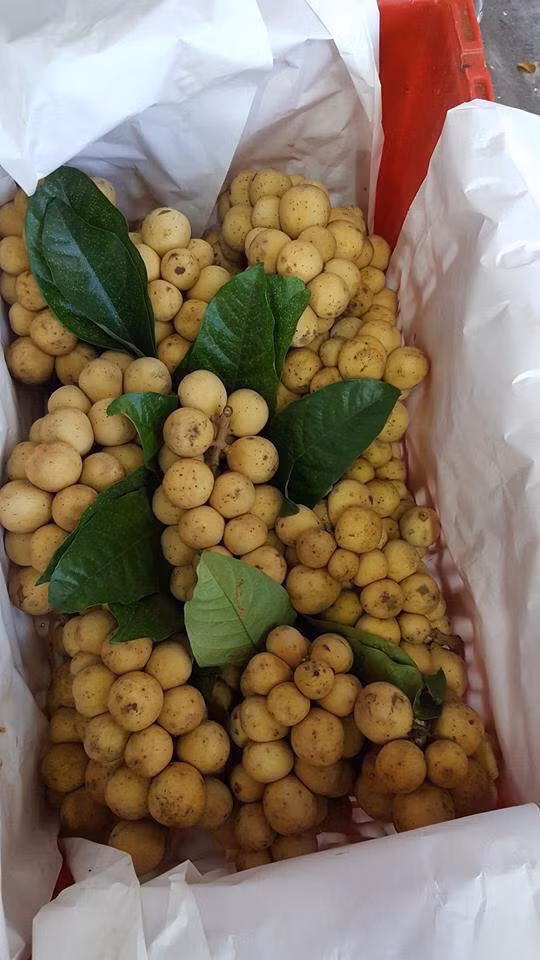 Trong quả bòn bon còn chứa hàm lượng phốt pho giúp bảo vệ men răng cực tốt. Ảnh: vietq.