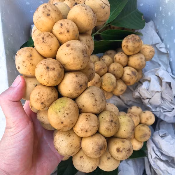  Quả bòn bon chứa nhiều chất chống ô-xy hóa cực tốt cho cơ thể, giúp ngăn chặn sản sinh các gốc tự do có hại, bảo vệ cơ thể khỏi các chất độc hại và ô nhiễm. Ảnh: thuyanhfruits.