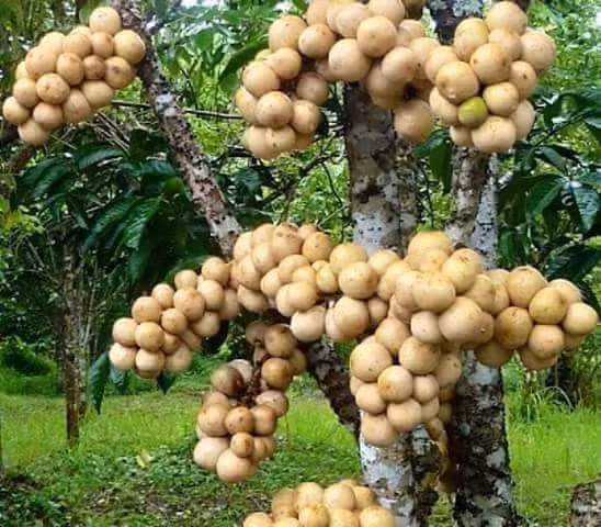 Quả bòn bon còn tốt cho nướu do chứa vitamin C. Ảnh: lamnong.