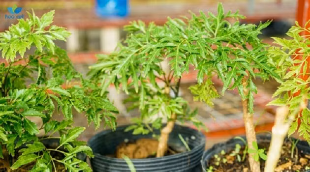 Trong khi đó, với người bị bệnh thận, đặc biệt là sỏi thận thì uống nước ép lá đinh lăng mỗi ngày sẽ giúp lọc thận hiệu quả. Ảnh: skvty.