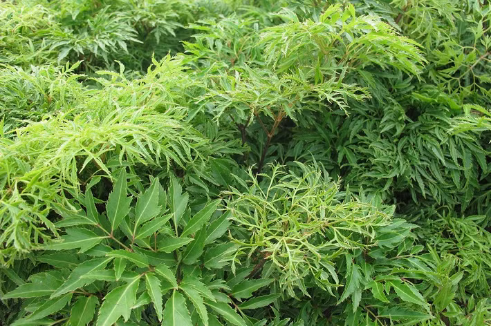 Vì vậy, nhiều người thường sử dụng gối làm từ lá cây đinh lăng hoặc trải lá đinh lăng xuống giường để cho trẻ nằm. Ảnh: nongsanvietnam.