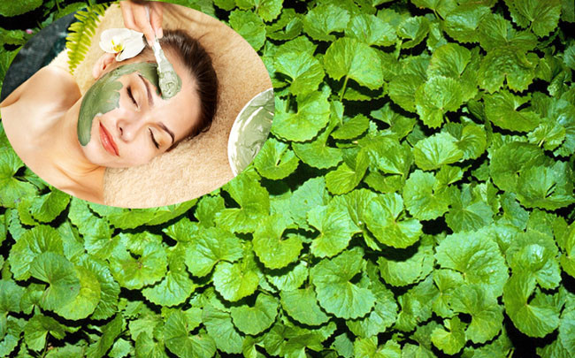 Bạn chỉ cần lấy nước rau má trộn với nhựa nha đam và thoa lên vùng da bị sẹo rỗ và massage nhẹ nhàng từ 15 - 25 phút rồi rửa sạch với nước. Ảnh: tnshop.