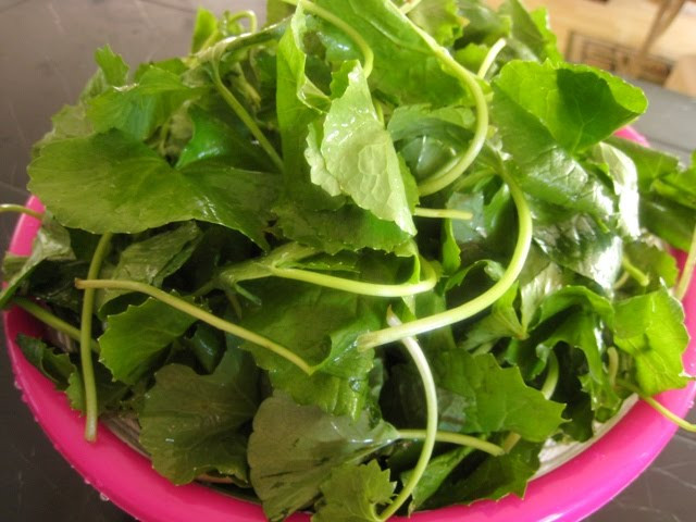 Ngoài uống, phần nước rau má trộn mật ong này bạn có thể dùng để thoa lên vùng sẹo rỗ và massage để tăng khả năng hấp thụ và tái tạo làn da. Ảnh: mediacdn.