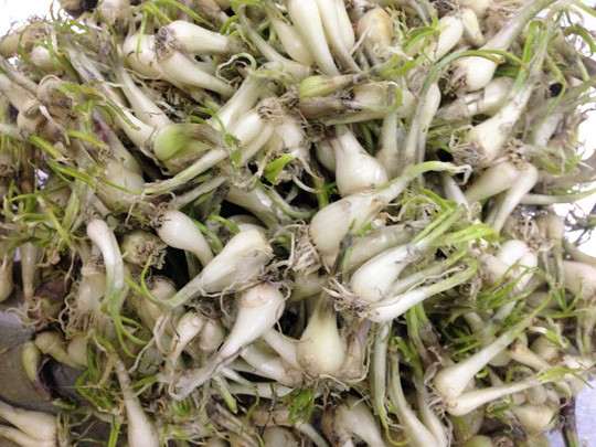 Sau đó, bạn vớt củ kiệu ra, bóc vỏ rửa sạch sẽ rồi tiếp tục phơi trong 2 - 3 ngày, rồi đem rửa lại một lần nữa cho sạch và để cho ráo nước. Ảnh: mediacdn.