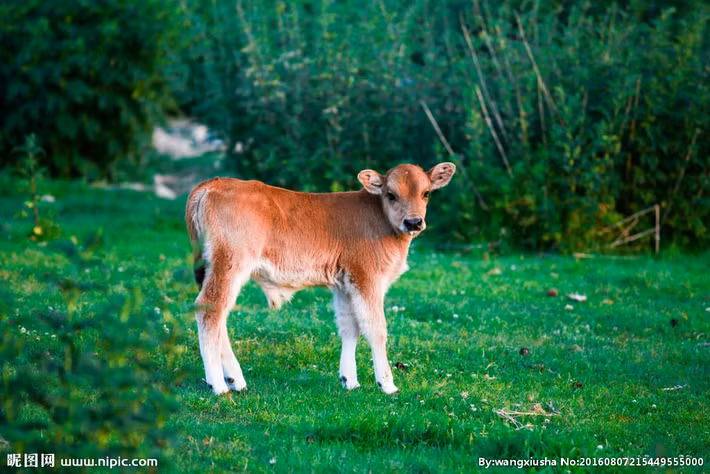 Cũng theo dự đoán ngày mới cho 12 con giáp, công việc của người tuổi Sửu rất thuận lợi, việc đàm phán, hợp tác kinh doanh suôn sẻ. Tài vận: có cơ hội tăng thêm thu nhập. Tình cảm: vận đào hoa sáng, có cơ hội tìm được ý trung nhân.