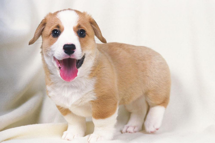 Tuổi Tuất: Sự nghiệp: cơ bản ổn định. Tài vận: không nên cho người khác vay tiền. Tình cảm: nên đối xử chân thành với người khác.